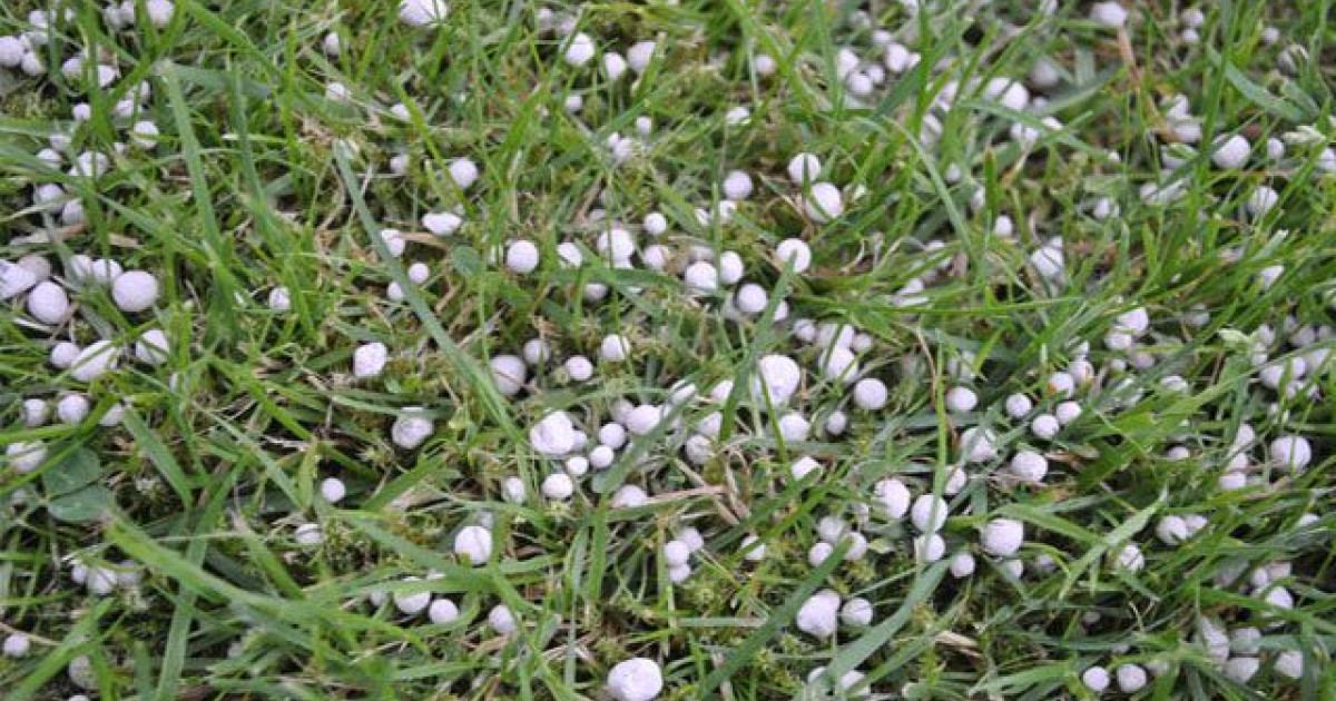 Kalk Strooien Voor Het Gazon Tuin En Gras